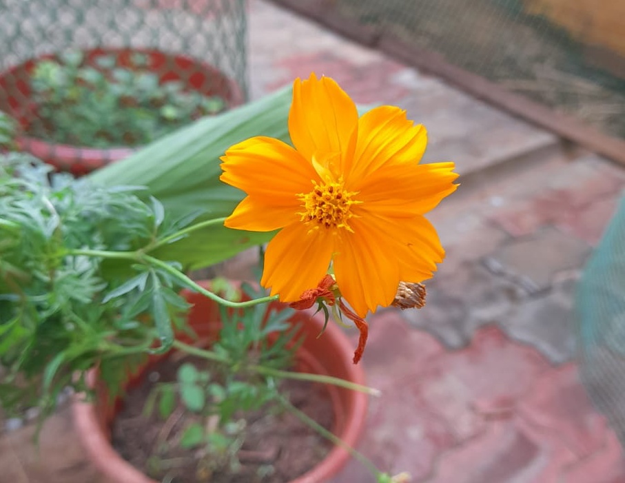 annual summer flowers