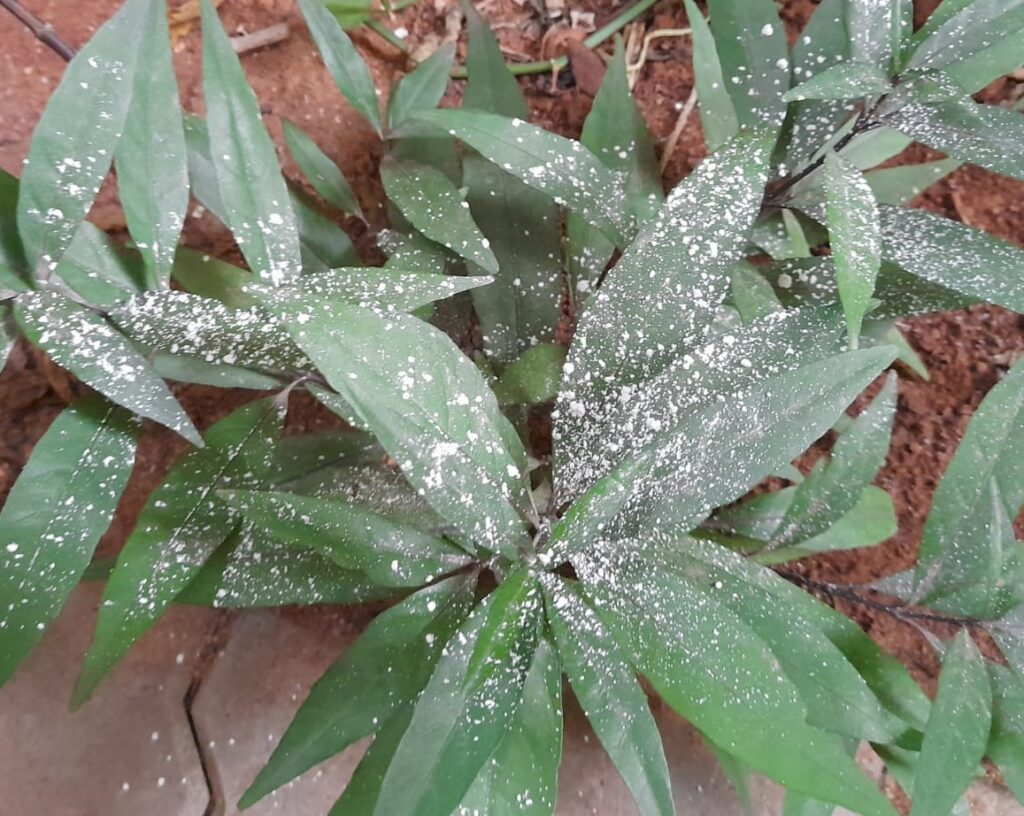 use diatomaceous earth in garden