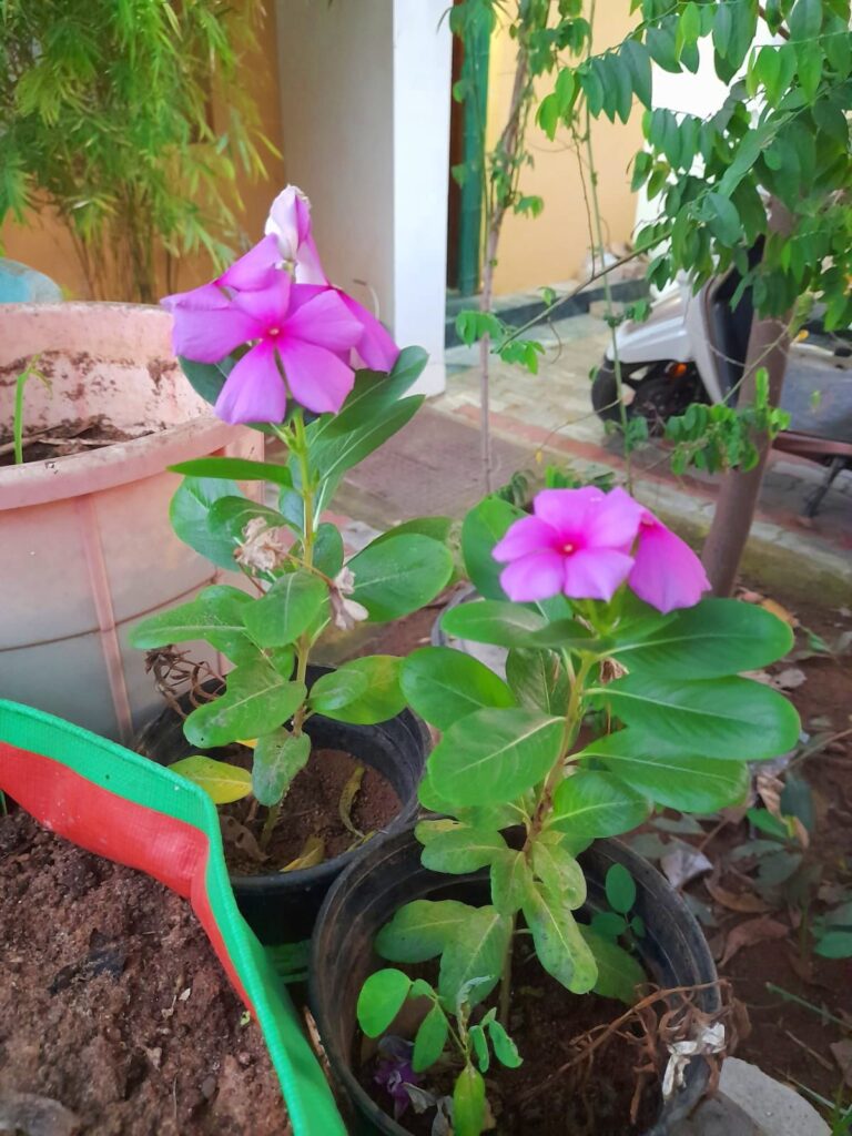 annual summer flowers