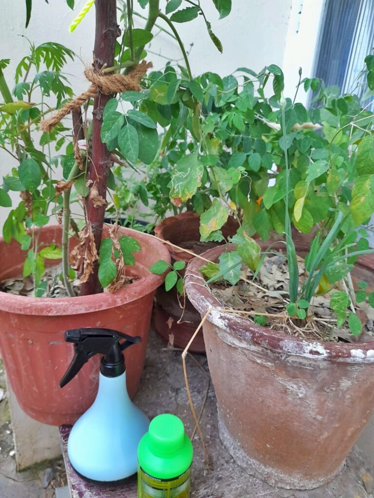 use neem oil as a pesticide
