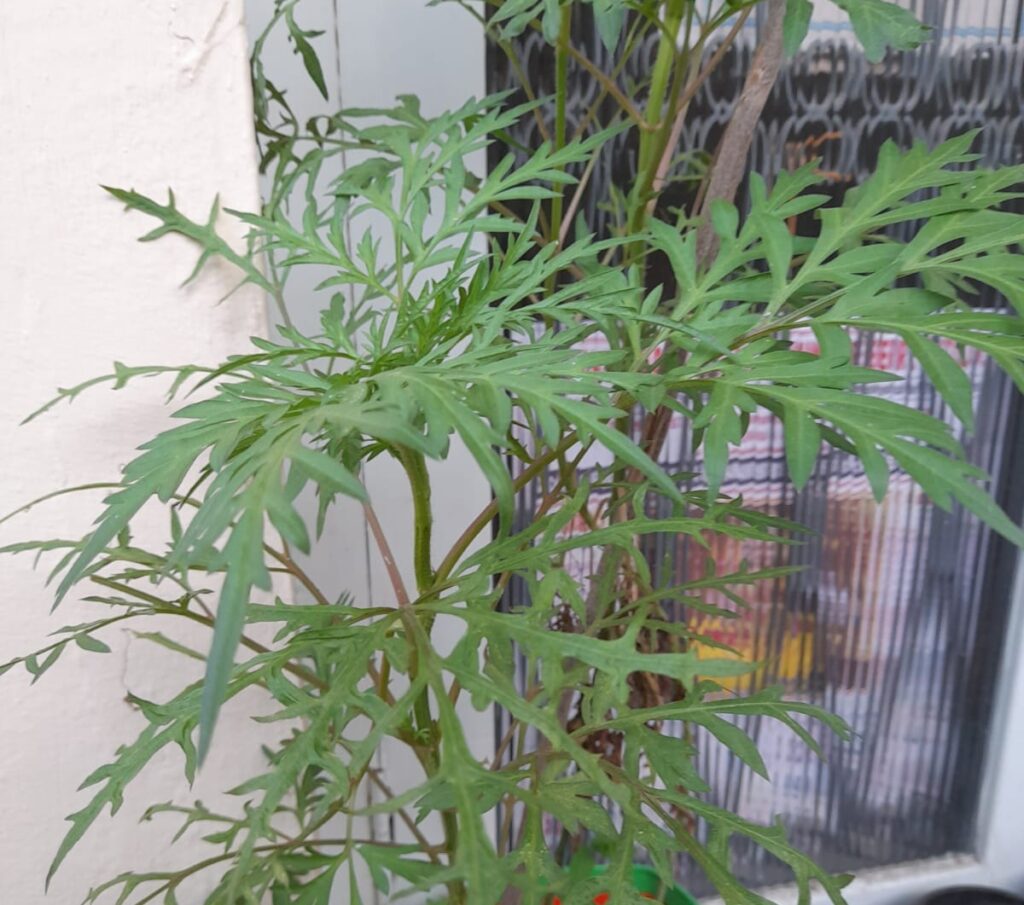cosmos not flowering