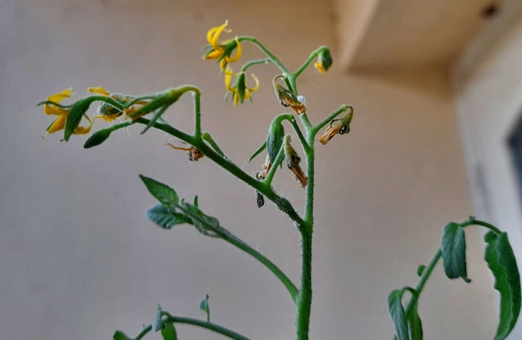 prevent blossom drop on tomato plants