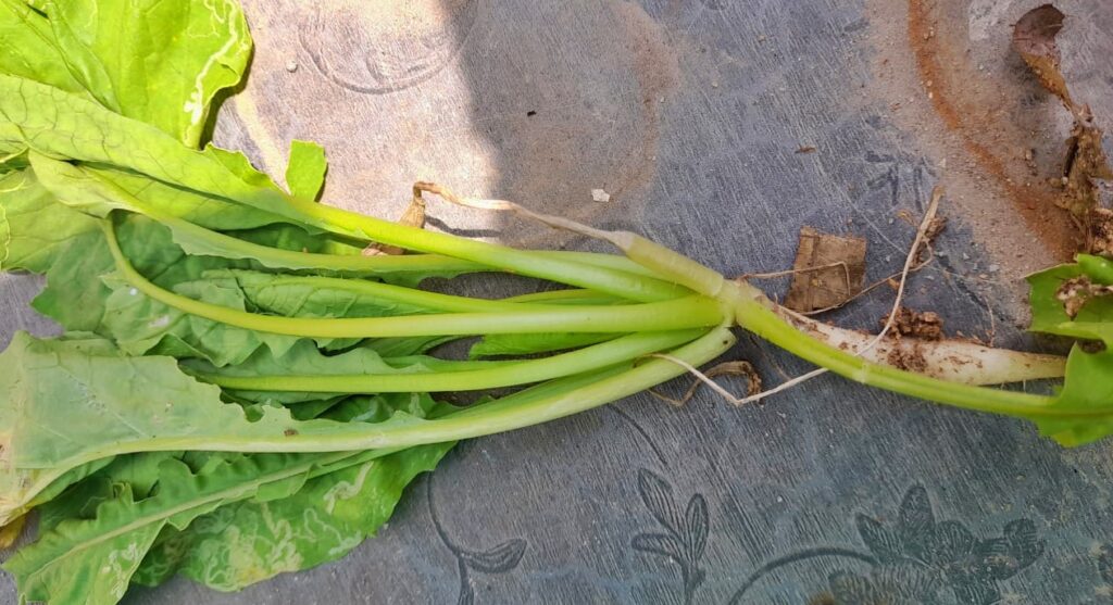 radishes are not forming bulbs