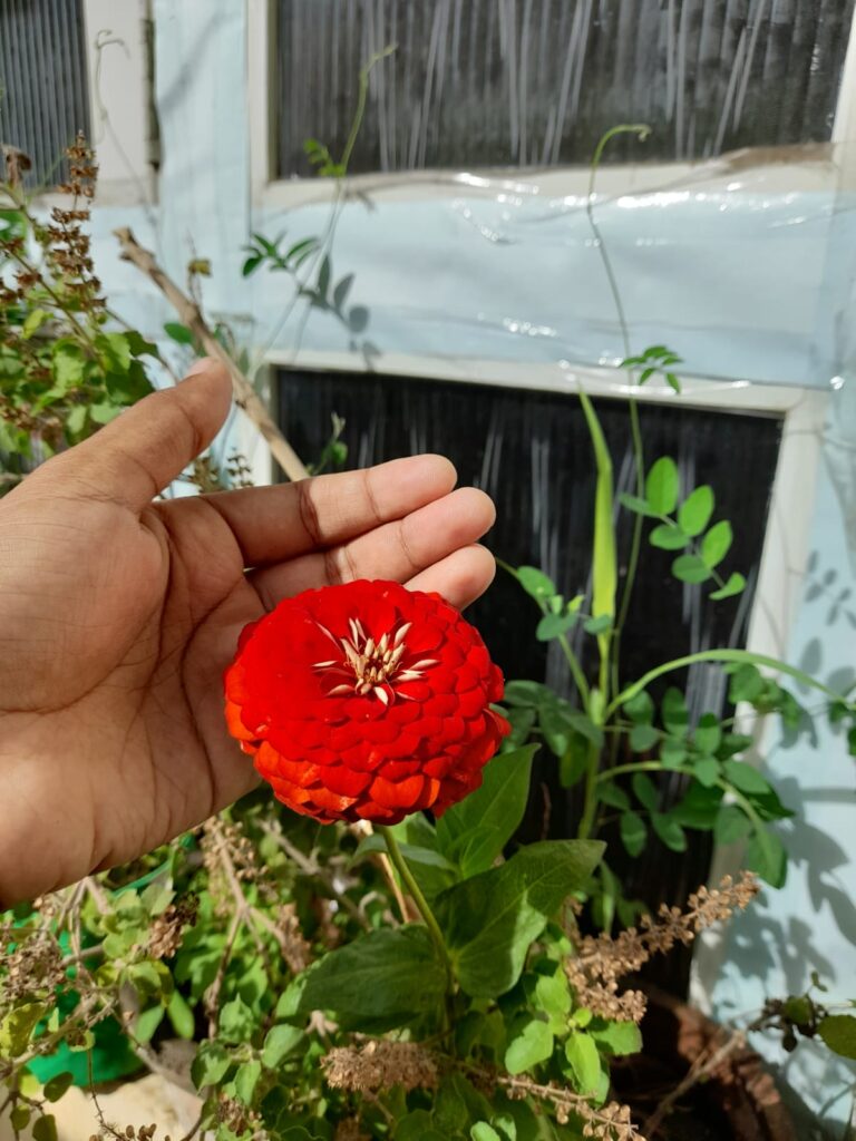 annual summer flowers