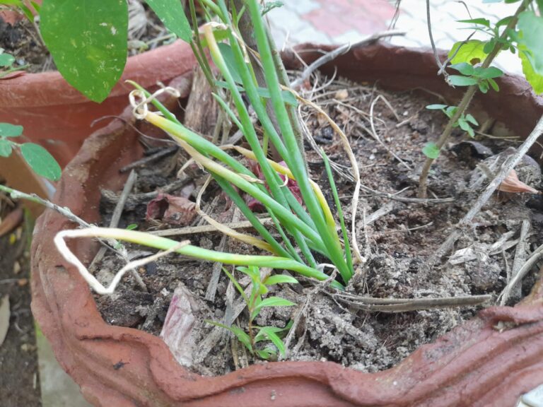 plants that repel snakes