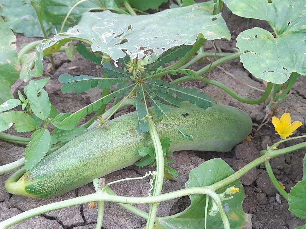 grow cucumbers from seeds